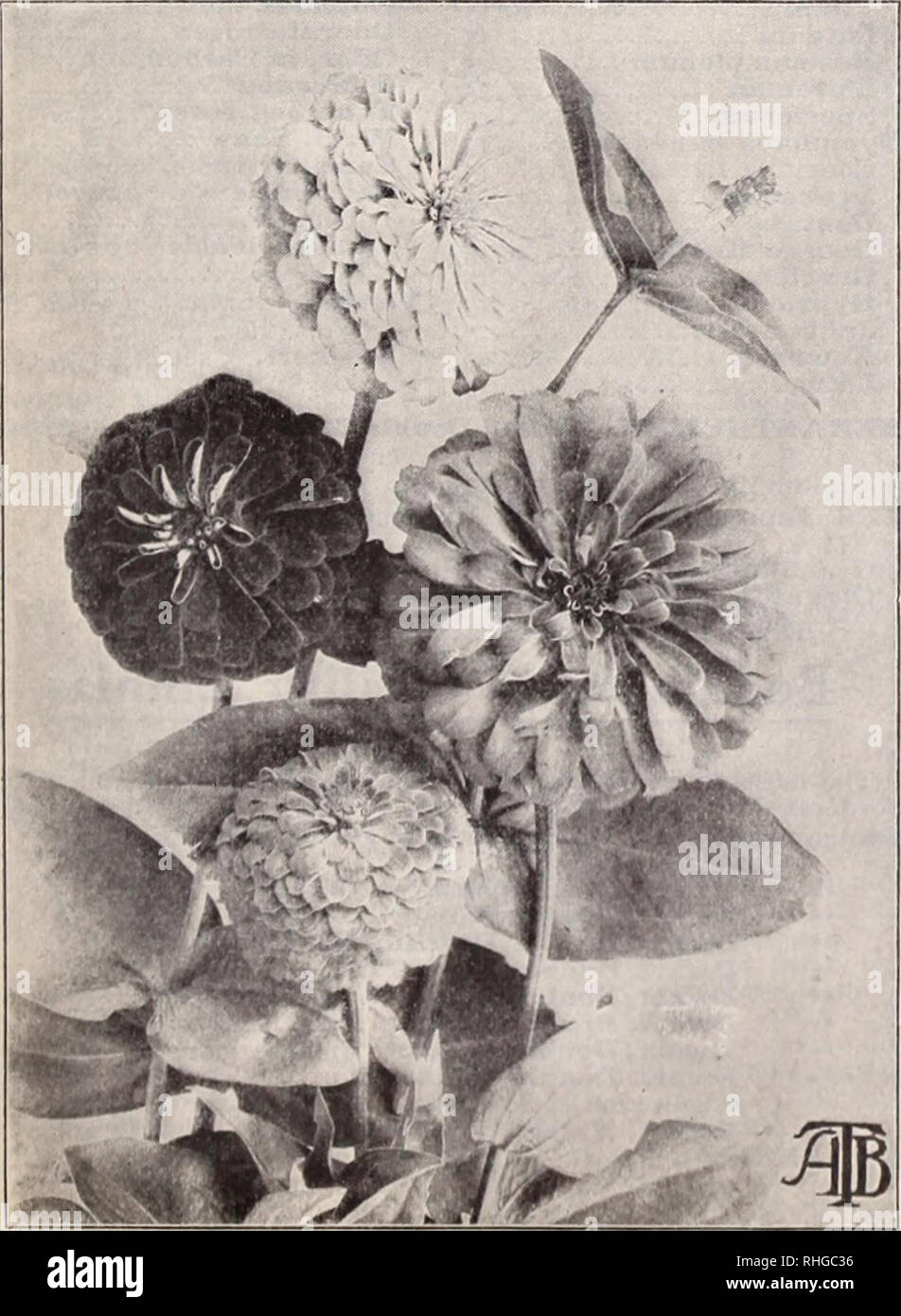 . Boddington's quality bulbs, seeds and plants / Arthur T. Boddington.. Nursery Catalogue. BODDINGTONS 'S)lyUa£ltV SEEDS 43 Trachelium caeruleum (G.S.) A free-growing greeiihousf annual of easy culture, having large cloud-like heads of clear pale mauve flowers somewhat resembling tiypsophila. Height, i8 in. Pkt. 25 cts., 5 pkts. for gi. TRITOMA (Red-Hot-Poker; Flame Flower). HP. 4 ft. Pkt. New sorts, mixed. Suminer $0 25 TROLLIUS (Globe Flower). H.P. 2 ft. Summer. Caucasicus (CJolden Globe). Yellow 10 Japonicus fl. pi. Double yellow isoz., $1.25.. 25 New Hybrids. Mi.xed 25 TOBACCO, see Nieotia Stock Photo
