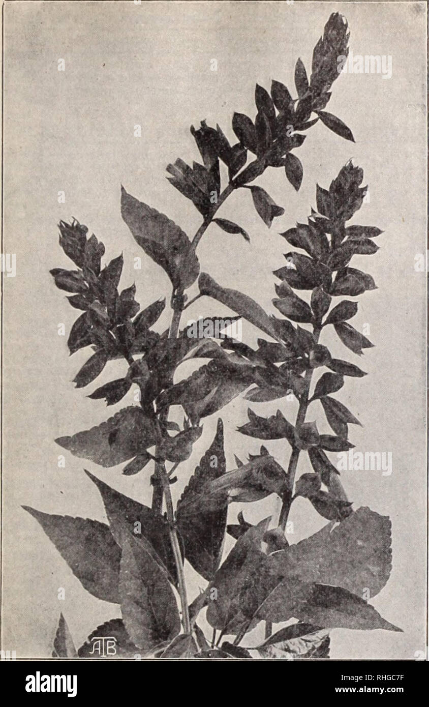 . Boddington's quality bulbs, seeds and plants / Arthur T. Boddington.. Nursery Catalogue. BODDINGTON'S ^A44XtitV SEEDS . Salvia splendens, Zurich SALVIA, continued pkt. V%oz. Splendens aucubaefolia I Silverspot;. Darkgretn leaves, with light sulphur spots, resembling an aucuba bright scar- let flower $o lo $o 50 Splendens carminea. New. Splendid rose-carmine ; a new sliade not seen heretofore in the Salvia, dwarf 50 Splendens gigantea. Attains the enormous height of 7 ft.; higlily recommended for groups, or as an individual speci- men â¢â¢â 10 75 Splendens, pendula. Drooping spikes. Very la Stock Photo