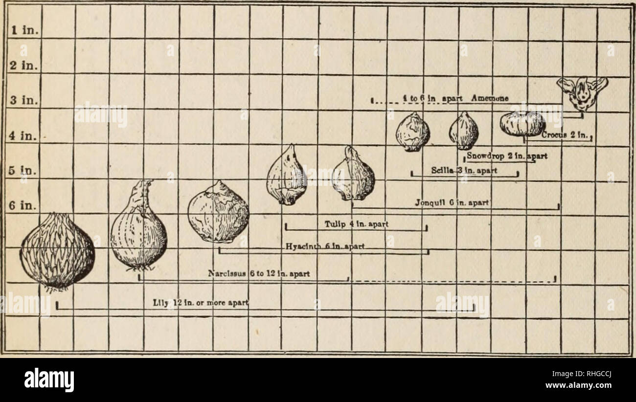 Plant Bulb Identification Chart