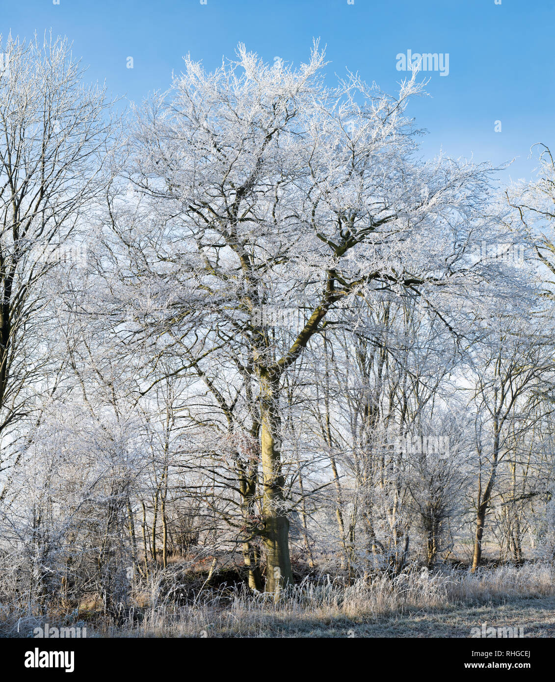 Frost covering branches hi-res stock photography and images - Alamy