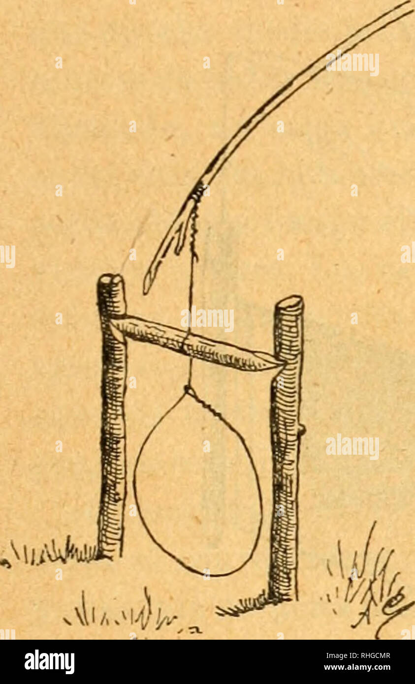 . Boletín de la Sociedad Española de Historia Natural. Natural history. DE HISTORIA NATURAL. 337 claridad, en el dibujo he suprimido dos líneas de piedras ó de ra- maje que deben tenderse á uno y otro lado del lazo, formando una suerte de callejón, á ñn de que el animal tenga necesaria- mente que meterse por el aro de alambre; para inducirle á en- trar en ese callejón, no hay sino echar por el suelo, á ambos lados, algunos pedacitos de cebo. El llamado «lazo francés» (fig. 4.'), aunque más complicado, re- sulta mucho más seguro, siempre que se prepare con cierto esme-. Fig. 3 ' — Lazo de aiamb Stock Photo