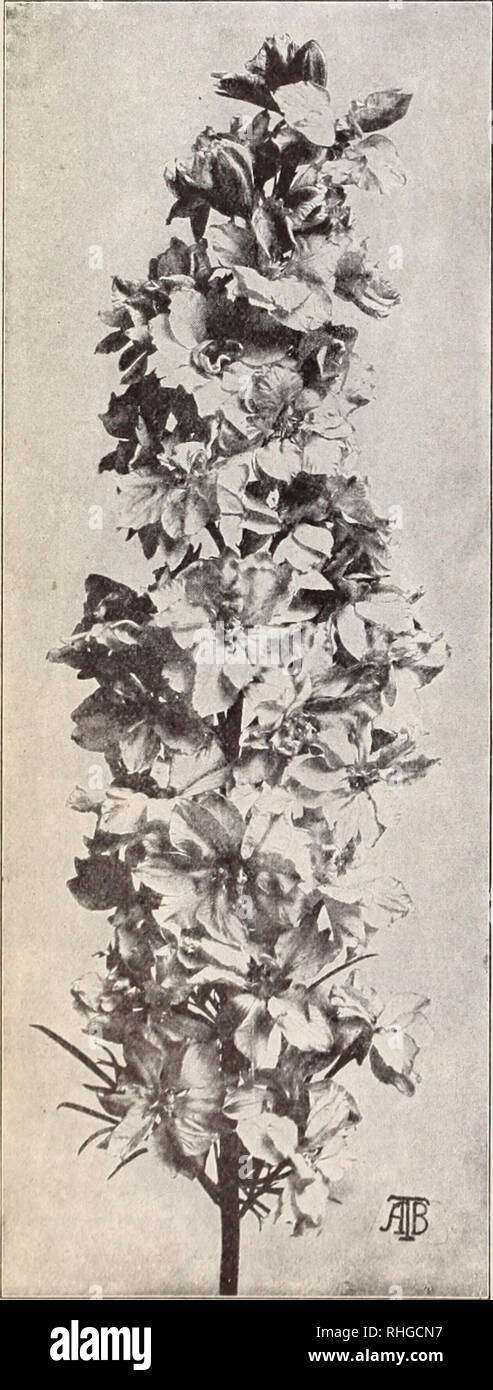 . Boddington's quality bulbs, seeds and plants / Arthur T. Boddington.. Nursery Catalogue. 24 Arthur T.Boddmgton, 342 West 14th St.. New Vork City IMPATIENS HOLSTII. NEW HYBRIDS (Mixed) It is seldom tliat a novelty comes as (juickly into general favor as the splendid Kast African Balsam, /. Holslii. With its hriUi.mt vermilion-red Hovvers, it is indeed an excellent pot-plant, and also extremely useful for the open border, groups in a half-sunny position producing a striking effect. It may be remarked that the broad-petali-d blooms are i &quot;4 to i W inches in diameter. The new colors now off Stock Photo