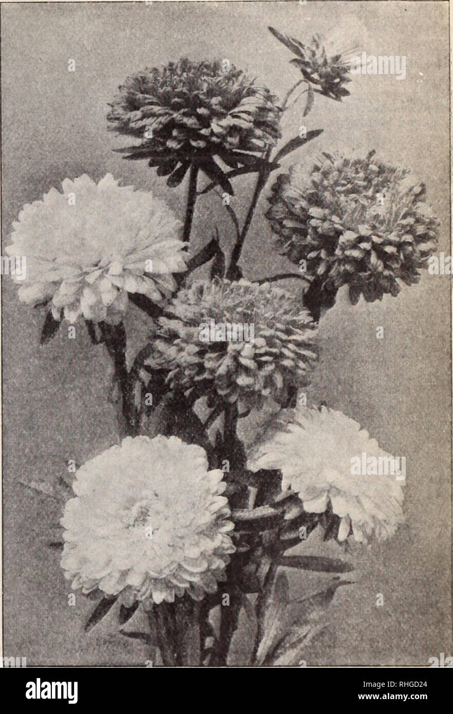 . Boddington's quality bulbs, seeds and plants / Arthur T. Boddington.. Nursery Catalogue. Victoria Abters whorl of shorter cnrUtl and twisted ones, like Japanese chrysanthemum forms flowers of t xtraordinary size and beauty. Pkt Snow-White Rose Light Blue Dark Blue Lilac Peach Blossom Pkt. So lO Si OO .. to 1 OO . lO I OO I OO . lO I (X5 I no Crimson $o lo Scarlet lo Yellow lo White, changing to Amethyst-Blue 2^ Mixed 10 %oz. $1 00 I 00 I 00 The collection of 10 vaiieties for 76 cts. Boddington's Branching Giant Comet. White 10 i n Truffaut's Peony Perfection Asters The class is remarkable fo Stock Photo