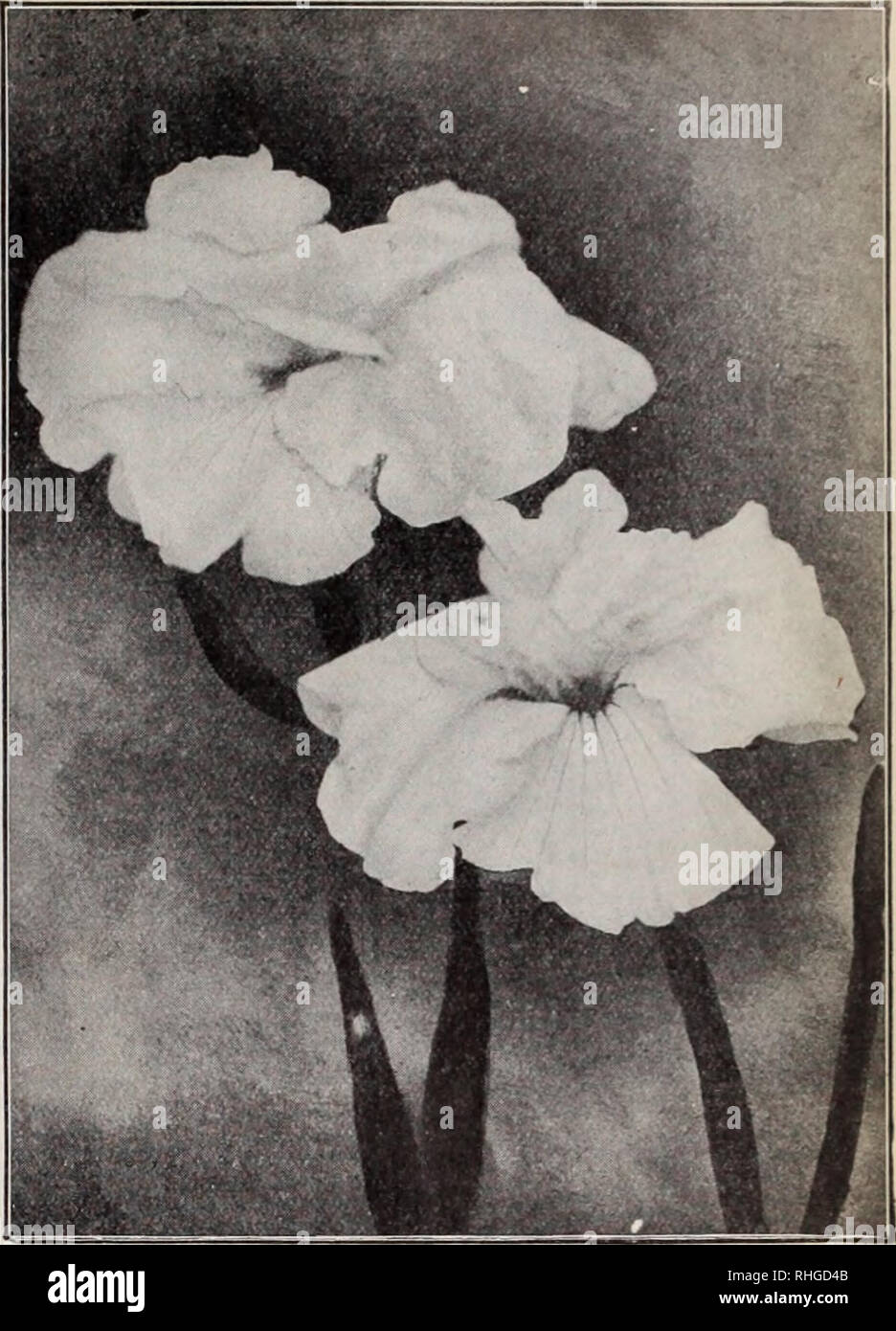 . Boddington's quality bulbs, seeds and plants / Arthur T. Boddington.. Nursery Catalogue. BODDINGTON'S JAPANESE IRIS {Iris Kaempferi) The Japanese Iris is the most showy and strikingly beautiful of all the large family of Iris; and very few flowers, the orchid not being excepted, surpass this unique flower in size and gorgeousness and variety of color, which ranges from snow-white to the deepest purple, striped, variegated and multicolored in the greatest profusion of coloring. The collections which we offer below are American grown, thor- oughly acclimated and hardy and true to color and nam Stock Photo