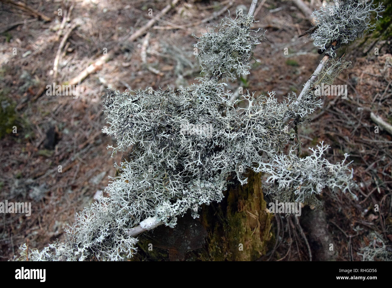 Foliar lichens on tree branch. Stock Photo