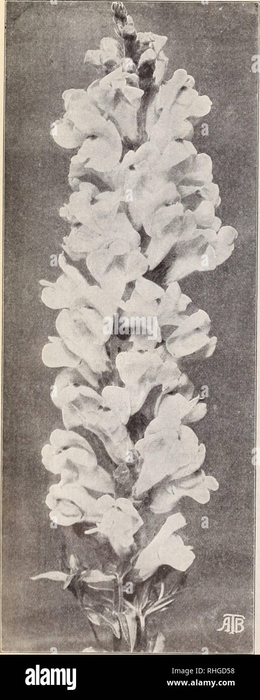 . Boddington's quality bulbs, seeds and plants / Arthur T. Boddington.. Nursery Catalogue. Arthur T.Boddin^ton, 342 West 14th St.. New Vork City. Boddington's Qaality Antirrhinum, QueenoVictoria Alyssum (H.A.j BODDINGTON'S WHITE GEM A grand iniprovement on Little Gem, being murli more compact- grand tor carpet-bedding. Pkt. 25 cts. Benthami (Sweet Alyssum). Fragrant white flowers Pkt. Oz. , )ilb. $l..So 05 $0 -lu Mantimum, Little Gem. Pretty trailer 05 50 &quot; procumbens. Carpet of Snow 10 so Argenteum. H P. i ft. Yellow. June 10 60 SaxatUe. i ft. Bright vellow. June 10 60 compactum (Basket  Stock Photo