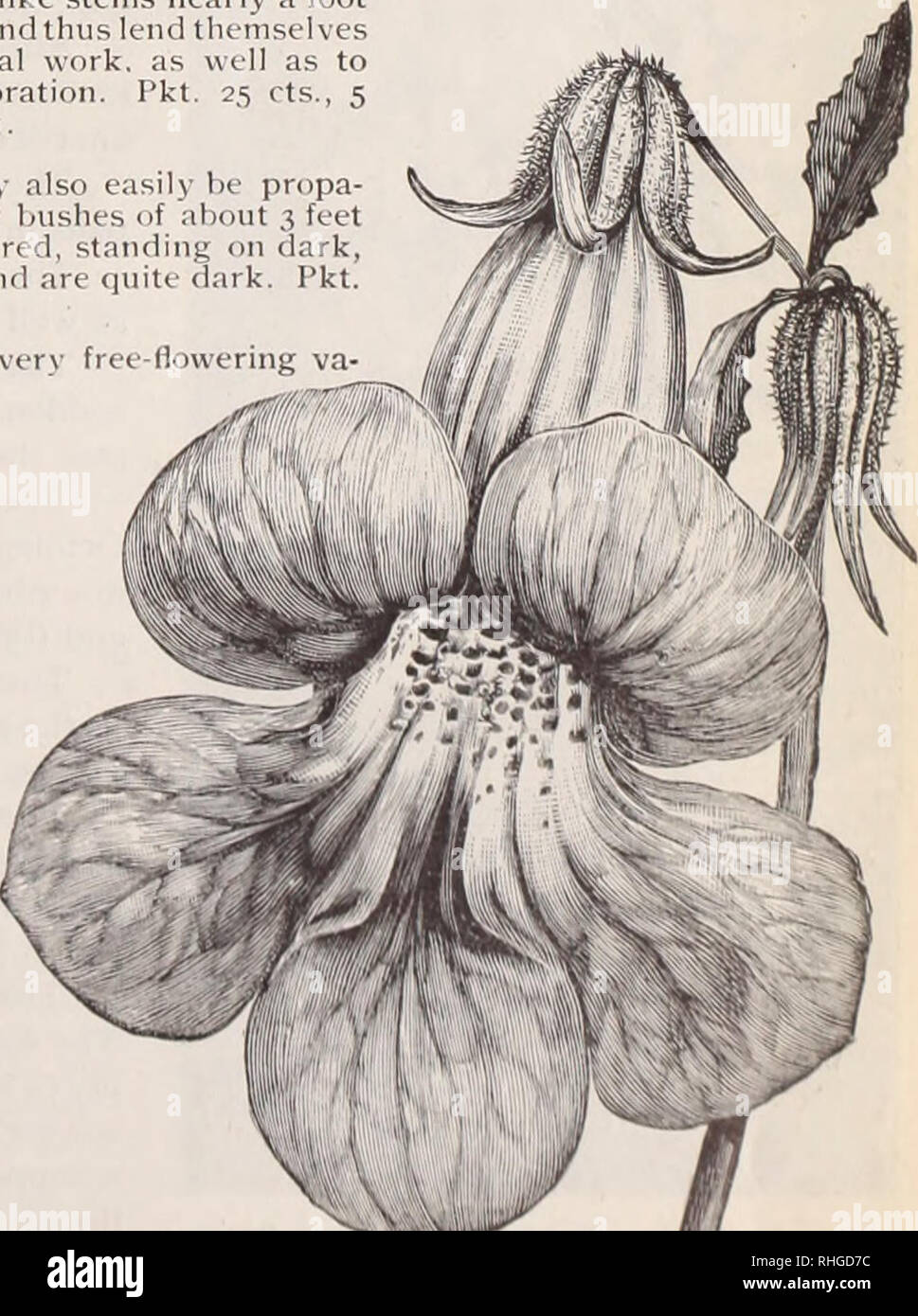 . Boddington's quality bulbs, seeds and plants / Arthur T. Boddington.. Nursery Catalogue. Scabious, The Bride. long wire-like stems nearly a foot in Ifntjtli and thus lend themselves to all floral work, as well as to floral decoration. Pkt. 25 cts., 5 pkts. for$i. Salvia. Pittieri. (H.H.P.) This pretty Salvia, introduced some years ago, may also easily be propa- 'â gated by seed. It forms well-branched and compact growing bushes of about 3 feet high and stands all the summer in full bloom. The flowers of a vivid cochineal-red, standing on dark, rather bluish hued stems, and even the cups in w Stock Photo