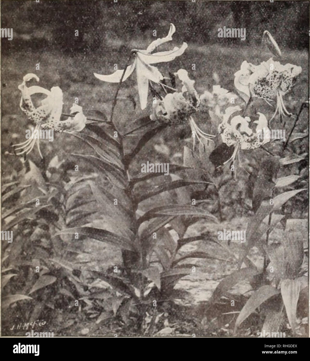 . Boddington's quality bulbs, seeds and plants / Arthur T. Boddington.. Nursery Catalogue. Lilium 8p«cio3um (type) Lilium auratum (type) LILIUM AURATUM PICTUM. A very choice Facli Doz. 100 type of Lilium auraliim ; pure white, with red and yellow bands through each petal. Large bulbs ...$o 30 $3 00 $20 00 LILIUM AURATUM PLATYPHYLLUM. A very strong and vigorous type of L. autalum. Flowers of immense size, pure ivory-white, with a deep golden band through each petal. Mammoth bulbs 50 4 00 30 00 Large bulbs 40 3 50 25 00 LILIUM AURATUM RUBRUM VITTATUM. A unique variety; flowers 10 to 12 inches ac Stock Photo