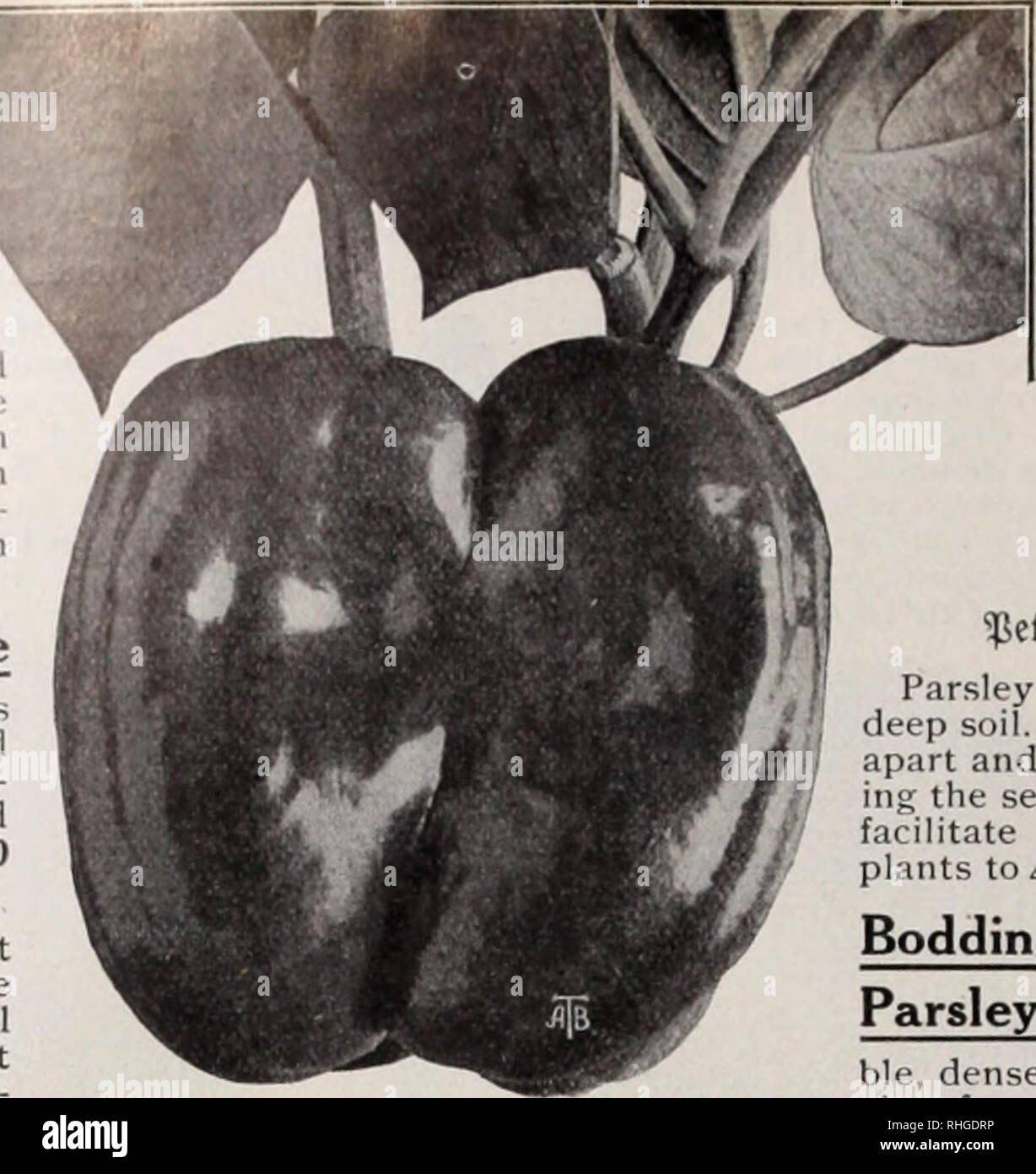 Boddington S Quality Bulbs Seeds And Plants Arthur T Boddington Nursery Catalogue 94 Arthur T Boddingtor 342 West 14th St New York City F A Giant Among The Pepper Fcffer