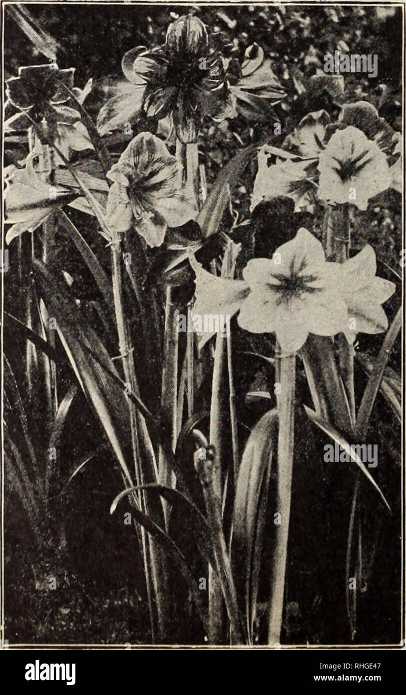 . Boddington's quality bulbs, seeds and plants / Arthur T. Boddington.. Nursery Catalogue. 18 Arthvir T.Boddington, 342 West 14th St.. New York City [Miscellaneous Bulbs for Indoor Flowering ALLIUM Neapolitanum. An excellent forcer for Doz. winter-fiowering, with immense trusses of white flowers $o 25 Luteum. Yellow 20 Roseum. Pink 35 Azureum. Blue 60 Pi 25 I 00 4 50 AMARYLLIS. Iti order to obtain fine specimens of Ama- ryllis the following method should be fol- lowed: On receipt of the bulbs in the autumn they should be placed where they will be always slightly moist and warm—under the benche Stock Photo