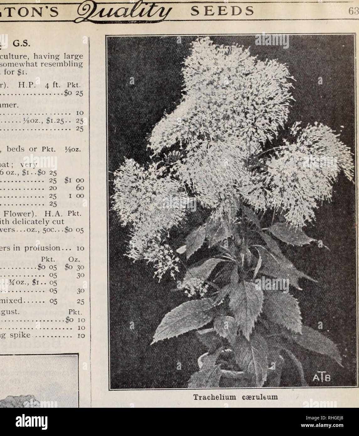 . Boddington's quality bulbs, seeds and plants / Arthur T. Boddington.. Nursery Catalogue. -Uoaaingiou s (Quality ^jiumas ^See page 64) Trachelium caerultum VERBASCUM (Mullein). H.P. Pkt. Blattaria alba giganteum. 4 ft. White. July to Sept So 50 Libani. 4 ft Yellow. July to September 10 Olympicum. 6 ft. Yellow. July to September lO- Phoeniceum. i â &lt; ft. Purple. May aud June 05 VINCA. The Annual Periwinkle from Madagascar. T.P. Useful for conservatories or bedding. Pkt. Oz. Alba. White So 10 Si 00 Rosea. Rose 10 i 00 &quot; alba. Rose ,Tn&lt;l white 10 i 00 Mixed 10 75 VIRGINIA STOCKS. H.A. Stock Photo