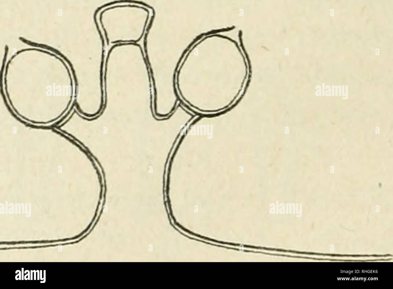 . Boletn de la Real Sociedad Espaola de Historia Natural. Real Sociedad Espaola de Historia Natural; Natural history; Natural history -- Spain. Fig. 2. — Characium strictum (A. Br.) juntas para hacer nctar la diferencia de desarrollo ob- servado entre algunas célu- las, sin que hayamos podido encontrar fases de transita entre las dos primeras 3' las últimas formas, que son las menos frecuentes. No eremos sea una especie nueva, pero estimamos interesante indi- car el hecho, pues conviene no olvidar que en opiniones tan estimables como las de Chodat y Pas- cher (véanse las obras citadas, páginas Stock Photo