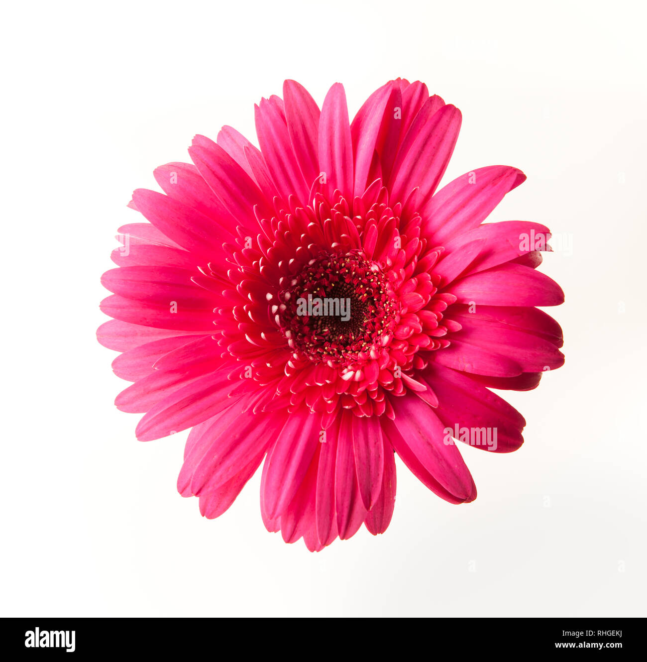 Hot pink Gerber Daisy shot on white background Stock Photo