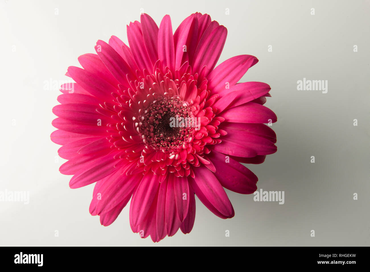 Hot pink Gerber Daisy shot on white background Stock Photo