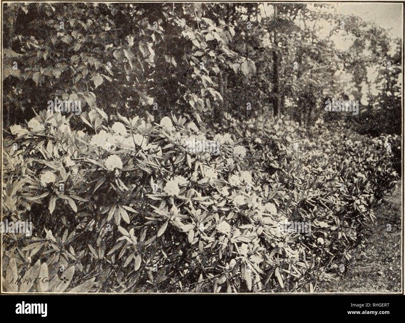 . Boddington's quality bulbs, seeds and plants / Arthur T. Boddington.. Nursery Catalogue. 72 Arthur T.Boddington, 34^2 West 14th St.. New Vork City Native Hardy RHODODENDRON MAXIMUM The native Rhododendron is indigene us to the northern United States. Plants of this beautiful Rhododendron are most useful for c)uickly and permanently producing fine landscape effects at a very low price. We otter carefully selected, well-rooted plants, collected in Sullivan county. New York, at $150 per car, delivered f. o. b. at any freight station within. Rhododendron maximum [50 miles of New York City. The n Stock Photo