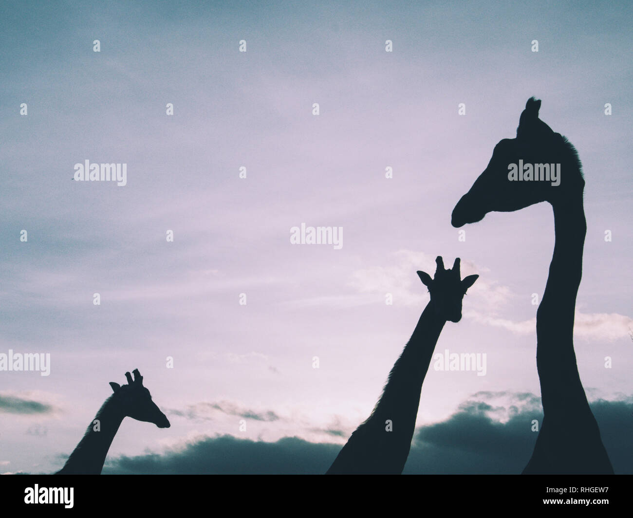 Silhouettes of african animals at sunset in the savannah hi-res stock ...