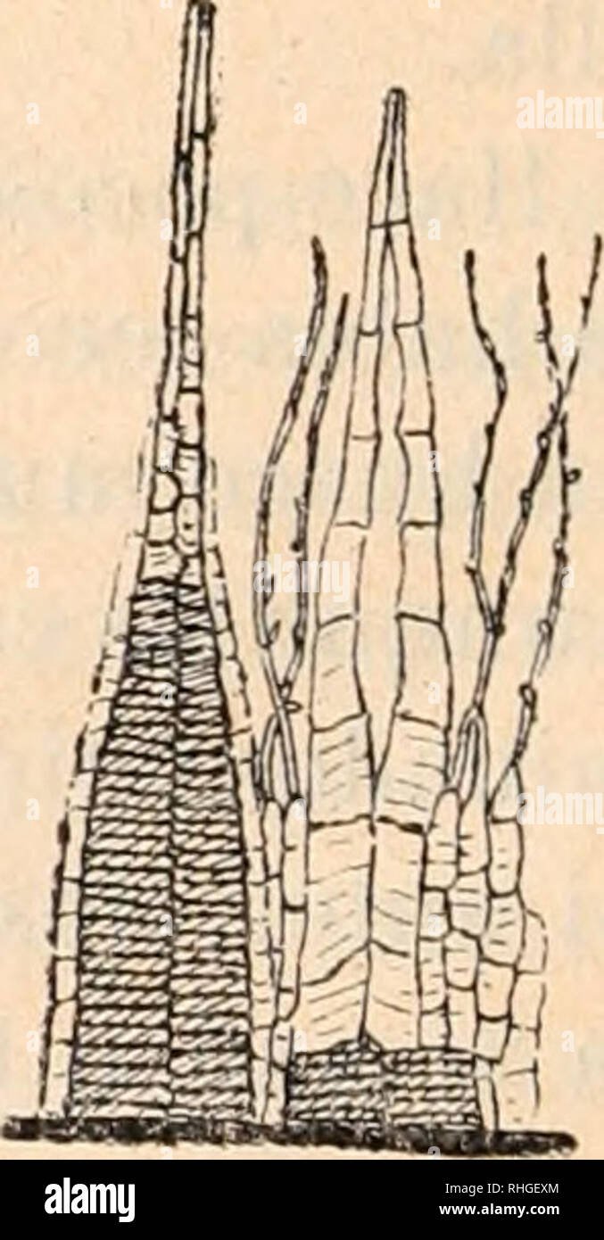 . Boletín de la Sociedad Española de Historia Natural. Natural history. !. Homalia lusitanica Schpr., tamaño naturai.--2. Un trozo de la planta con el arran- que del pedicelo. —3. Hojas periquetiales: aj externas, í^y interna, cy células del vértice, (íycélulas de la parte media 6 inferior.— 4. Vaginícula&quot;. —5. Cápsula.— •5. Peristomo.. Please note that these images are extracted from scanned page images that may have been digitally enhanced for readability - coloration and appearance of these illustrations may not perfectly resemble the original work.. Sociedad Española de Historia Natur Stock Photo