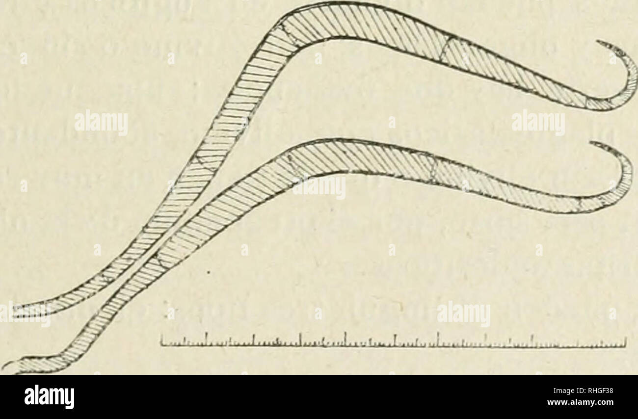 . Boletn de la Real Sociedad Espaola de Historia Natural. Real Sociedad Espaola de Historia Natural; Natural history; Natural history -- Spain. Fig. I.'—Verticilo de conidios de la Casaresia sphagnorum Gz Frag. Especie tipo: Fig. 2.—Hilas y grupo de conidios en hoja de Sphagnuní squarrosum. Casaresia sphagnorum, Gz. Frag. nov. sp. Hyphae superficialibus, ramosis, septatis, pallide fuligineo- castaneis, vel flavescentibus, usque lo ¡i, crassis; conidiophoris brevibus, parce ramo- sis, vel verticillatis, binis quinisve divisis, sed raniulis oppositis a conidiis parum dis tinctis; conidiis varia- Stock Photo