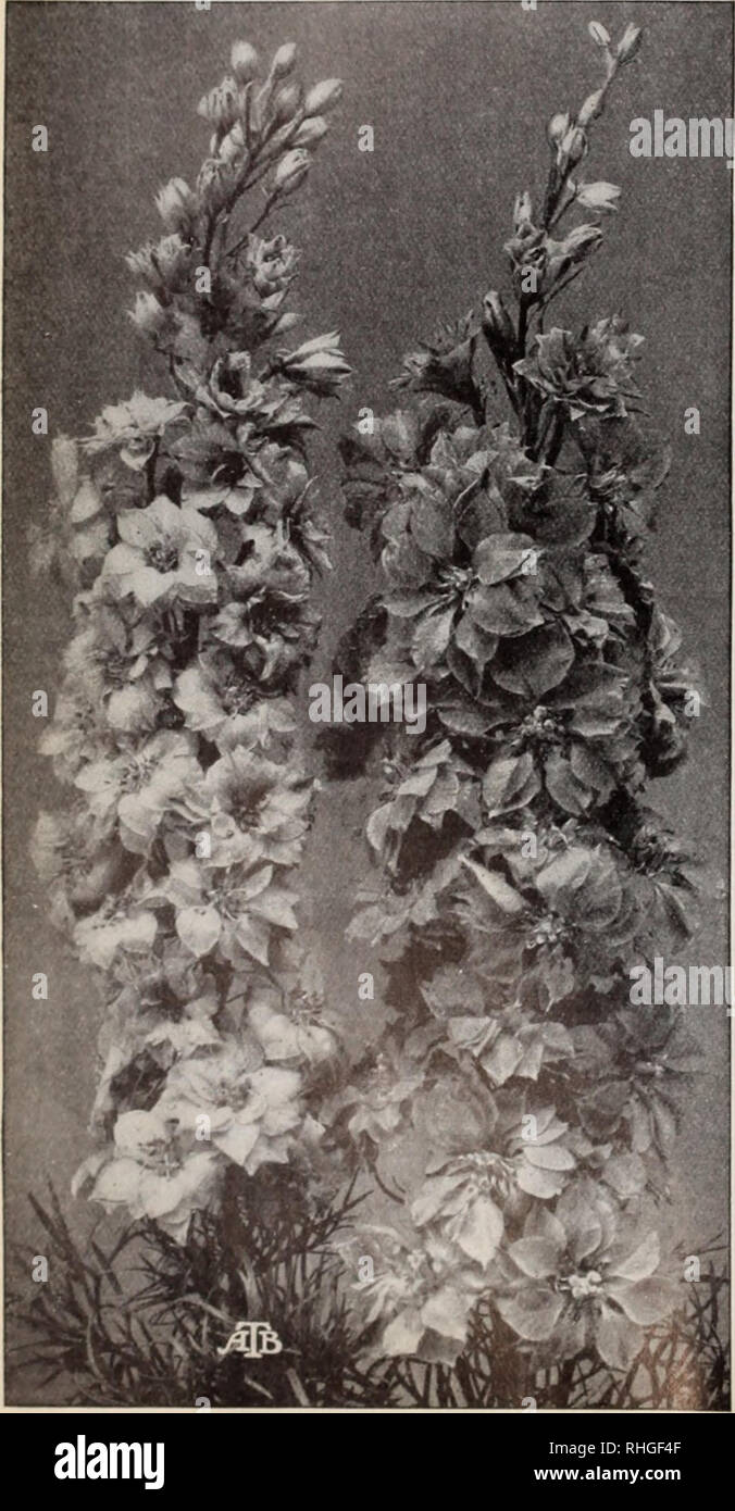 . Boddington's quality bulbs, seeds and plants / Arthur T. Boddington.. Nursery Catalogue. '60 Arthur T.Boddington, 342 West 14th St.. New Vork City IMPATIENS HOLSTII. NEW HYBRIDS (Mixed) Splendid Kast African Balsam, /. Hohtii. W ith its brilliant vermilion-red flowers, it is indeed an excellent pot-plant, and also extremely useful for the open border, groups in a half-sunny position producing a striking effect. It may be remarked that the broad-petaled blooms are ito i inches in diameter. The new colors now offered are quite distinct and also very beautiful. Pkt. 25 cts.. 5 pkls. for 5i. IMP Stock Photo