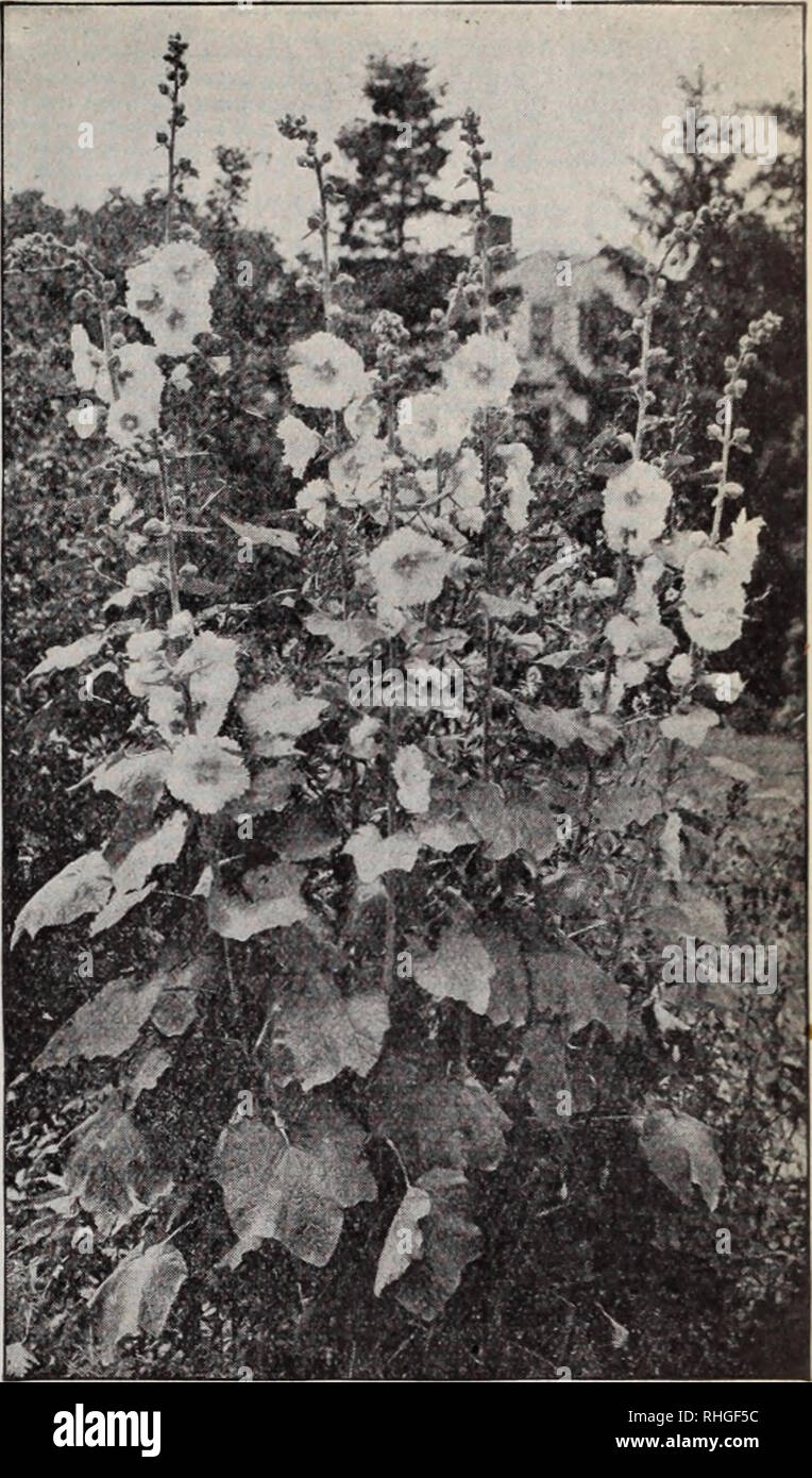 . Boddington's quality bulbs, seeds and plants / Arthur T. Boddington.. Nursery Catalogue. Japanese Morning-Glory Single Hybrid Eyerblooming Hollyhocks Ipomoea (Morning-Glories) H.A. Quick-growing summer climbers. Unsurpassed for covering trel- lises, walls, etc. Pkt. Oz. Coccinea. 10 ft. Scarlet flowers So 05 $025 Imperial Japanese (Japanese Morning-Glory). See Con- volvulus. Page 23. Leari. Dark blue 10 i 50 Mexicana grandiflora alba. 15 ft. The great w hite Moon- flower 10 75 Bona-nox (Good night). Opens large white flowers in the evening 05 25 Rubro-coerulea (Heavenly Blue). 15 ft. Sky-blu Stock Photo