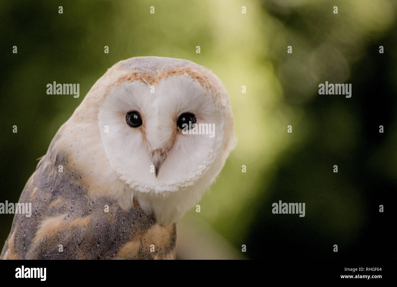 White owl looking out, facing the camera - Imagen Stock Photo