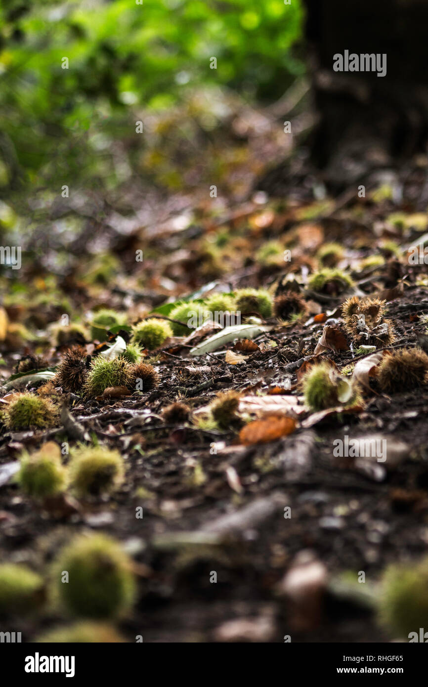 conkers in their spiky outer casings on a woodland floor Stock Photo ...