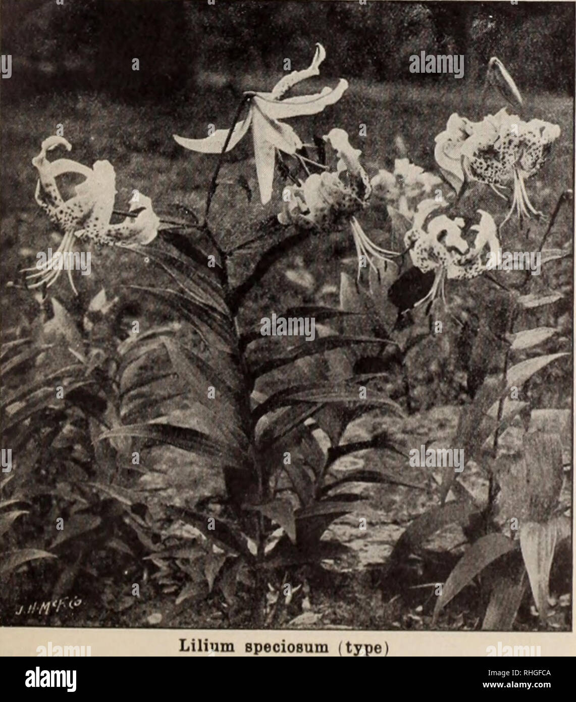 . Boddington's quality bulbs, seeds and plants / Arthur T. Boddington.. Nursery Catalogue. Lilium auratum (type). Doz. $4 00 $30 00 3 50 25 00 60 6 00 45 00 Lilium speoiosum (type LILIUM AURATUM PLATYPHYLLUM. Each A very strong and vigorous type of L. auratum. Flowers of immet sesize, pure ivory white, with a deep golden band through each petal. Mammoth bulbs Jo 50 Large bulbs 40 LILIUM AURATUM RUBRUM VITTA- TUM, A unique variety; flowers 10 to 12 inches across, ivory white, with broad crimson stripe through center of each petal. Large bulbs LILIUM AURATUM VIRGINALE ALBUM. The White Lily of Ja Stock Photo