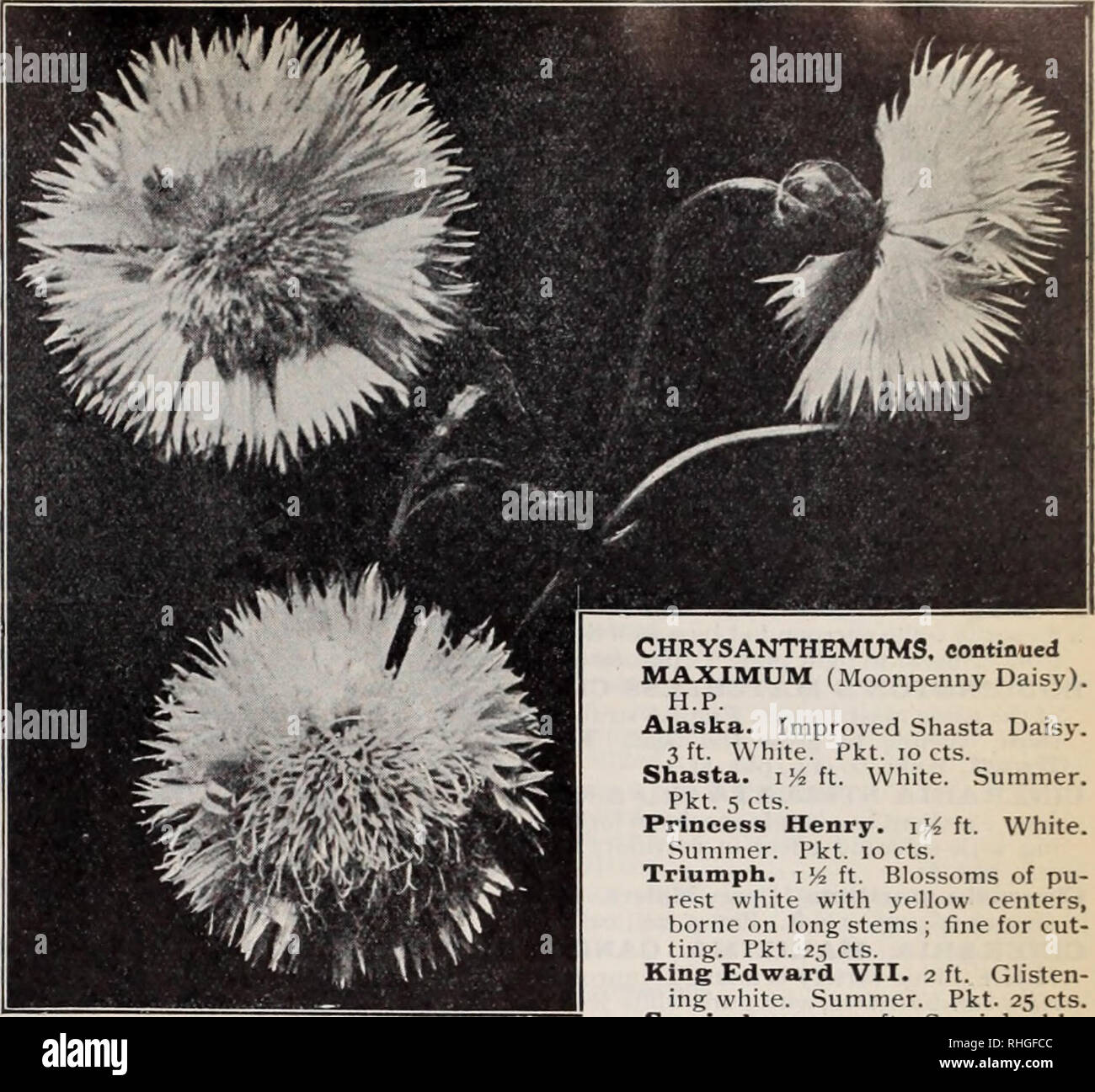. Boddington's quality bulbs, seeds and plants / Arthur T. Boddington.. Nursery Catalogue. BODDINGTON'S ^yUCttltO/ SEEDS 21 Centaurea h.h.p. and h.a. Candidissima (Dusty Miller), i ft. For Pkt. Oz. borders or edgings .1,000 seeds, 75c..jSo 20 Gymnocarpa. Taller than the above.. 10 $0 So Odorata Chameleon. Yellow and rose ; very fragrant 10 2 00 Margaritae. i ft. Flowers 2K inches across, of the purest white and delight- fully scented. A garden treasure 10 i 00 Suav'eolens (Yellow Sweet Sultan) 05 60 Montana, Blue. H.P. 2 ft. Summer.. 05 &quot; alba. H.P. 2ft, White.... 10 CYANUS (Blue Cornflow Stock Photo