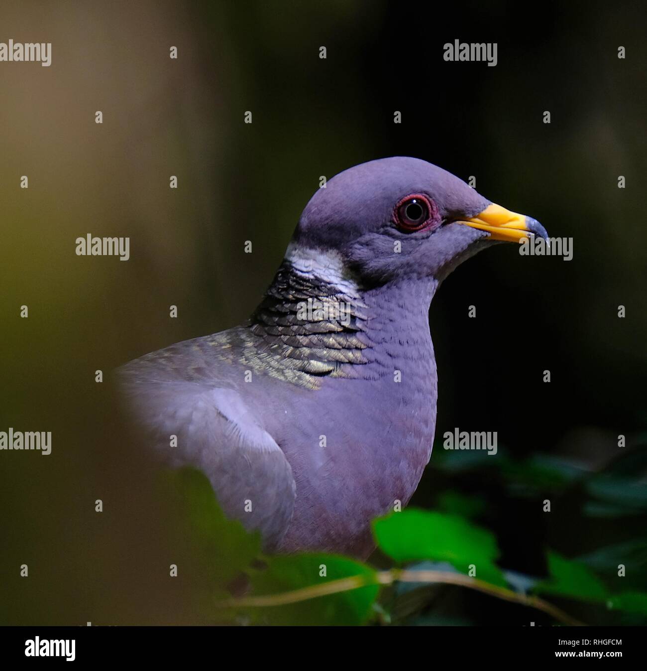 Band tailed pigeon Stock Photo