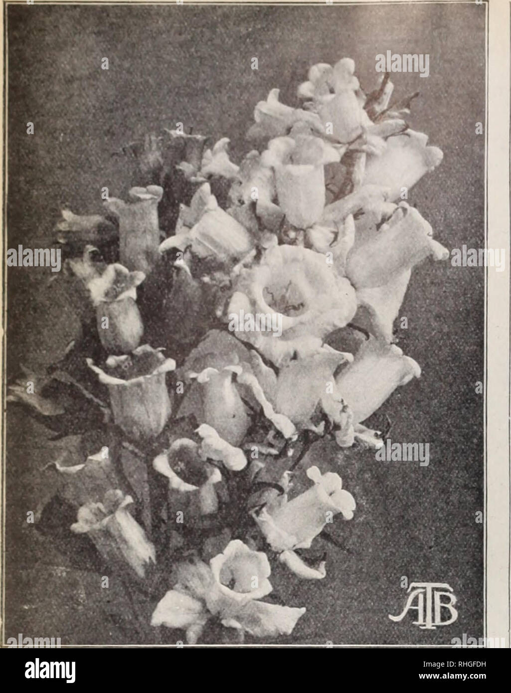 . Boddington's quality bulbs, seeds and plants / Arthur T. Boddington.. Nursery Catalogue. 20 Arthur T.Boddington-. 342 West 14th St.. New Vork City. Campanula Media (Cup and Saucer i Candytuft (Iberis) ha. BODDINGTON'S GIANT HYACINTH-FLOW- Pkt. Oz. ERED. Large pure white spiral spikes $o 35 Empress, i tt. Pure white pyramidal 10 $0 50 White Rocket. Large trusses 05 30 Umbellata albida. Creamy white 05 30 &quot; carnea. i ft. Flesh-colored 05 40 &quot; lilacina. i ft. Lilac 05 25 &quot; carminea. i ft. Bright carmine 05 40 &quot; Queen of Italy. Light lilac; very free-flow- ering 10 50 &quot;  Stock Photo