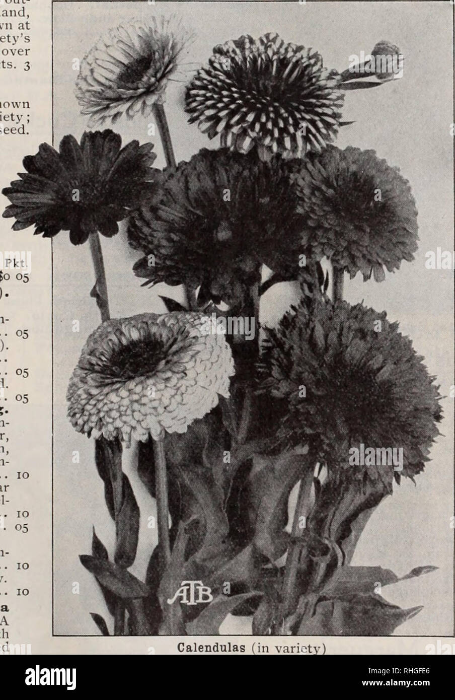 . Boddington's quality bulbs, seeds and plants / Arthur T. Boddington.. Nursery Catalogue. BODDINGTON'S ^yUCltltV SEEDS 19 Calceolaria Hybrida. Boddington's Perfection The herbaceous Calceolaria is an easily cultivated plant. So long as frost is excluded from the plants in winter they are perfectly safe, and to attempt to hasten growth at any time is a failure. July is llie best month for sowing the seed. The great advance made in the habit of the strains offered is remarkable, whilst in the colors there is a marked improvement. Saved hy England's most famous spe- cialists. Monster flowers of Stock Photo