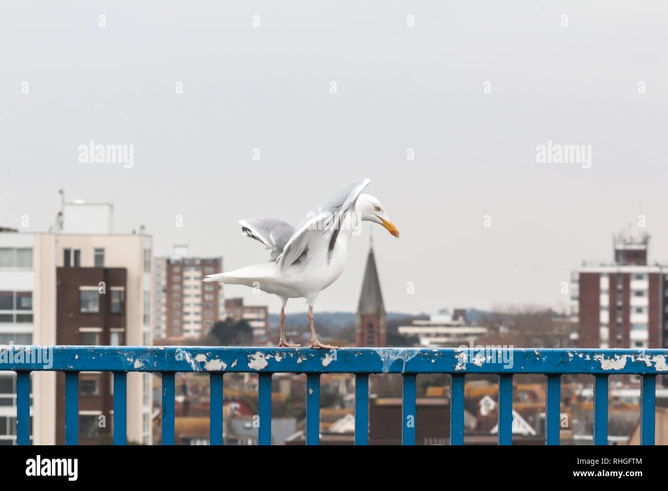 Seagull balancing on a rail in Worthing, West Sussex, UK Stock Photo
