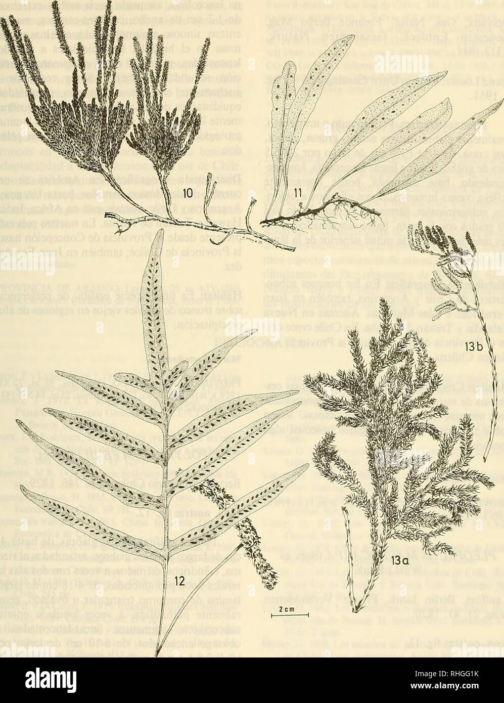 . Boletin de la Sociedad de Biología de Concepción. Sociedad de Biología de Concepción; Biology; Biology. Bol. Soc. Biol. Concepción. Chile. Tomo 62, 1991. Fig. 10. Lycopodium magellanicum. Fig. 11. Pleopeltis macrocarpa. Fig. 2. Polypodium feuilleL Fig. 13a. Lycopodium paniculatum. Fig. 13b. Detalle de los estróbilos. 175. Please note that these images are extracted from scanned page images that may have been digitally enhanced for readability - coloration and appearance of these illustrations may not perfectly resemble the original work.. Sociedad de Biología de Concepción; Sociedad de Bioq Stock Photo