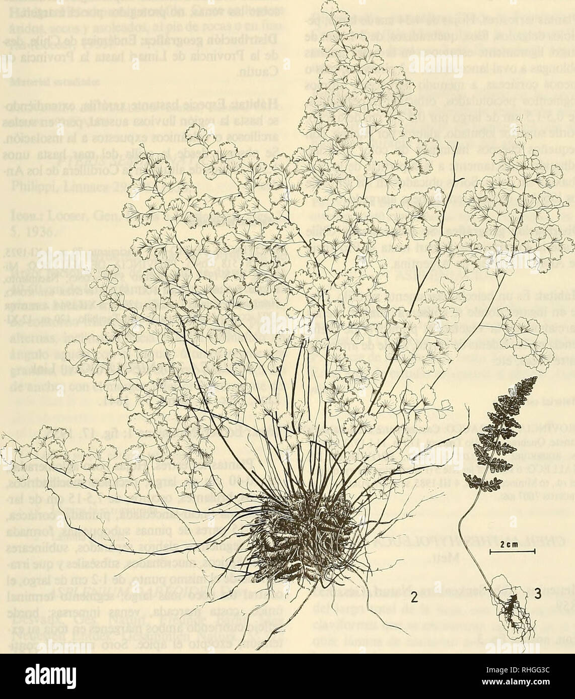 . Boletin de la Sociedad de Biología de Concepción. Sociedad de Biología de Concepción; Biology; Biology. Bol. Soc. Biol. Concepción. Chile. Tomo 62, 1991. Fig. 2. Adianium suíphureum. Fig. 3. Cheilanthes hypoleuca 153. Please note that these images are extracted from scanned page images that may have been digitally enhanced for readability - coloration and appearance of these illustrations may not perfectly resemble the original work.. Sociedad de Biología de Concepción; Sociedad de Bioquímica de Concepción; Universidad de Concepción. Concepción [Universidad de Concepción] Stock Photo