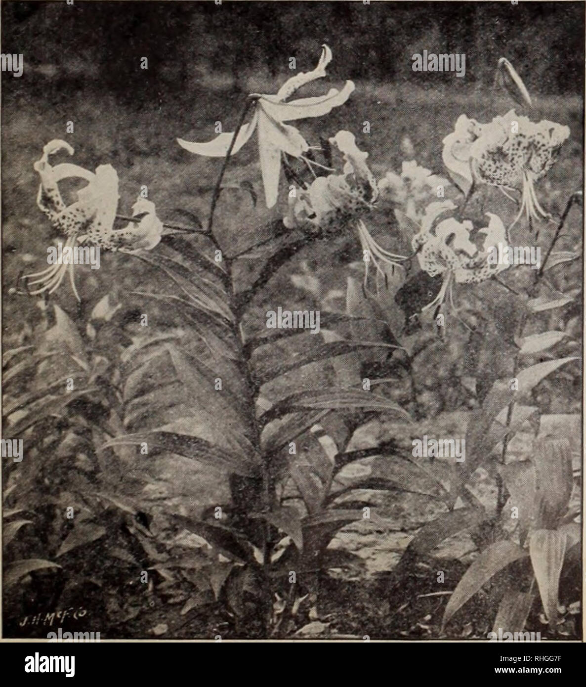 . Boddington's quality bulbs, seeds and plants / Arthur T. Boddington.. Nursery Catalogue. Lilium auratum (type) RARE LILIUM AURATUMS LILIUM AURATUM MACRANTHUM. Another grand type of the Golden-banded Lily. Large bulbs, 50 cts. each, $4 per doz., $30 per 100,. Lilium speciosum (type) LILIUM AURATUM PICTUM. A very choice Each Doz. 100 type of Liluirn auratum ; pure white, with red and yellow bands through each petal. Large bulbs ...jfo 30 $3 00 $20 00 LILIUM AURATUM PLATYPHYLLUM. A very strong and vigorous type of L. auratum. Flowers of immense size, pure ivory-white, with a deep golden band th Stock Photo