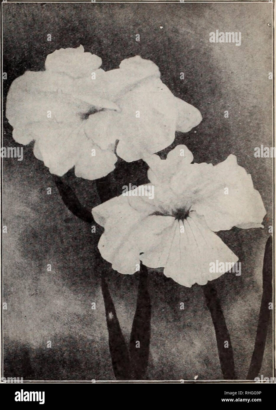 . Boddington's quality bulbs, seeds and plants / Arthur T. Boddington.. Nursery Catalogue. BODDINGTON'S JAPANESE IRIS {Iris Kaempferi) The Japanese Iris is the most showy and strikingly beautiful of all the large family of Iris; ami very few flowers, the orchid not being excepted, surpass this unique flower in size and gorgeousness and variety of color, which ranges from snow-white to the deepest purple, striped, variegated and multicolored in the greatest profusion of coloring. The collections which we offer below are American grown, thor- oughly acclimated and hardy and true to color and nam Stock Photo