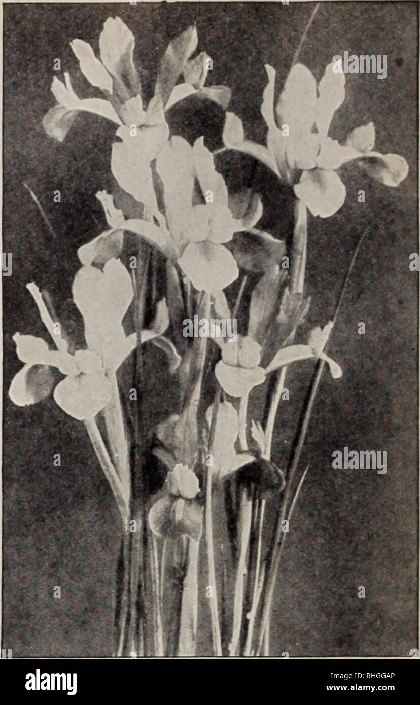 . Boddington's quality bulbs, seeds and plants / Arthur T. Boddington.. Nursery Catalogue. Arthur T.Boddington. 342 West 14th St.. New Vork City ENGLISH IRIS {Iris Anglica) Kii:^lish Il ls ari- specially adapted for planting;, and iiaturali/infC. ll't-' llow- iTS are nearly as larj;e as the Japanese Iris, and colors are uni&lt;iiie and various. Tliey nunv frwn i8 to 20 inches hii;h and are perfectly hardy. They flower after the (lertnan Iris and before the Japanese, making a good succession of bloom. W e orter named varieties as follows : Argus, rink and white. Bleu Celeste. Sky-blue. Coleur C Stock Photo