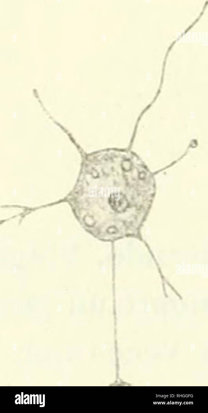 . BoletÃ-n. Science. â lactistris Lautei a i â &lt; la derecha copiada segÃºn FrancÃ©.) Familia RHIZOMASTIGACEAE I. CÃ©lulas con un llÃ¡melo. 1. CÃ©lulas nadando libremente, o lijas por medio de un pedicelo. Pseu- dopodios linos, tiernos, muy numerosos. Actinomona.8. 2. CÃ©lulas nadando libremente, o resbalando a manera de amebas. Psen- dopodios mÃ¡s robustos, a menudo ramificados. Jfatstigamoeba. II. CÃ©lulas con dos flagelos. Cercobodo. Ã¼. Actinomonas vernalis Stokes.. Fig.2.â ('cÃ-alas esfÃ©ricas, generalmente tijas con un pedicelo lino, provistas de pseudopodios finitos, ramificados, que  Stock Photo