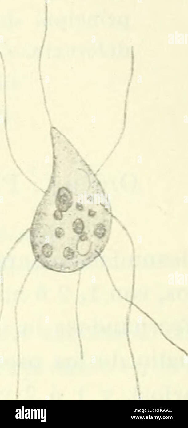 . BoletÃ-n. Science. â lactistris Lautei a i â &lt; la derecha copiada segÃºn FrancÃ©.) Familia RHIZOMASTIGACEAE I. CÃ©lulas con un llÃ¡melo. 1. CÃ©lulas nadando libremente, o lijas por medio de un pedicelo. Pseu- dopodios linos, tiernos, muy numerosos. Actinomona.8. 2. CÃ©lulas nadando libremente, o resbalando a manera de amebas. Psen- dopodios mÃ¡s robustos, a menudo ramificados. Jfatstigamoeba. II. CÃ©lulas con dos flagelos. Cercobodo. Ã¼. Actinomonas vernalis Stokes.. Please note that these images are extracted from scanned page images that may have been digitally enhanced for readability  Stock Photo