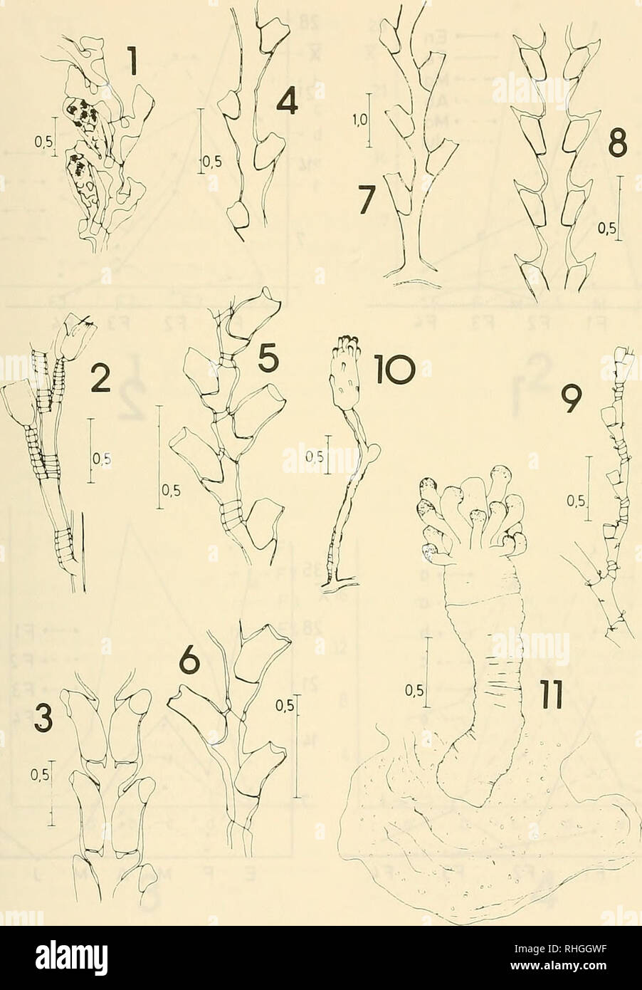 . Boletin de la Sociedad de Biología de Concepción. Sociedad de Biología de Concepción; Biology; Biology. Bol. Soc. Biol. Concepción, Chile. Tomo 59, 1988. Lámina 4.-Fig. l.-Laomcdca gemculutu, con gonotecas; 2.- Obclia hyalina; 3.- Parathuiariu poliiritrpa; 4.- Fam. Sertularidae sp. 1.; 5.- Fam. Sertularidae sp. 2.; 6.- Symplcctosctiphus glackilix; 7.- Symplec- tosciiphus modestus; 8.- Diphasia sp.; 9.- Pluviulariu sclacetr, 10.- Coryne repcns; 11.- Hydnictmm sp. 129. Please note that these images are extracted from scanned page images that may have been digitally enhanced for readability - c Stock Photo