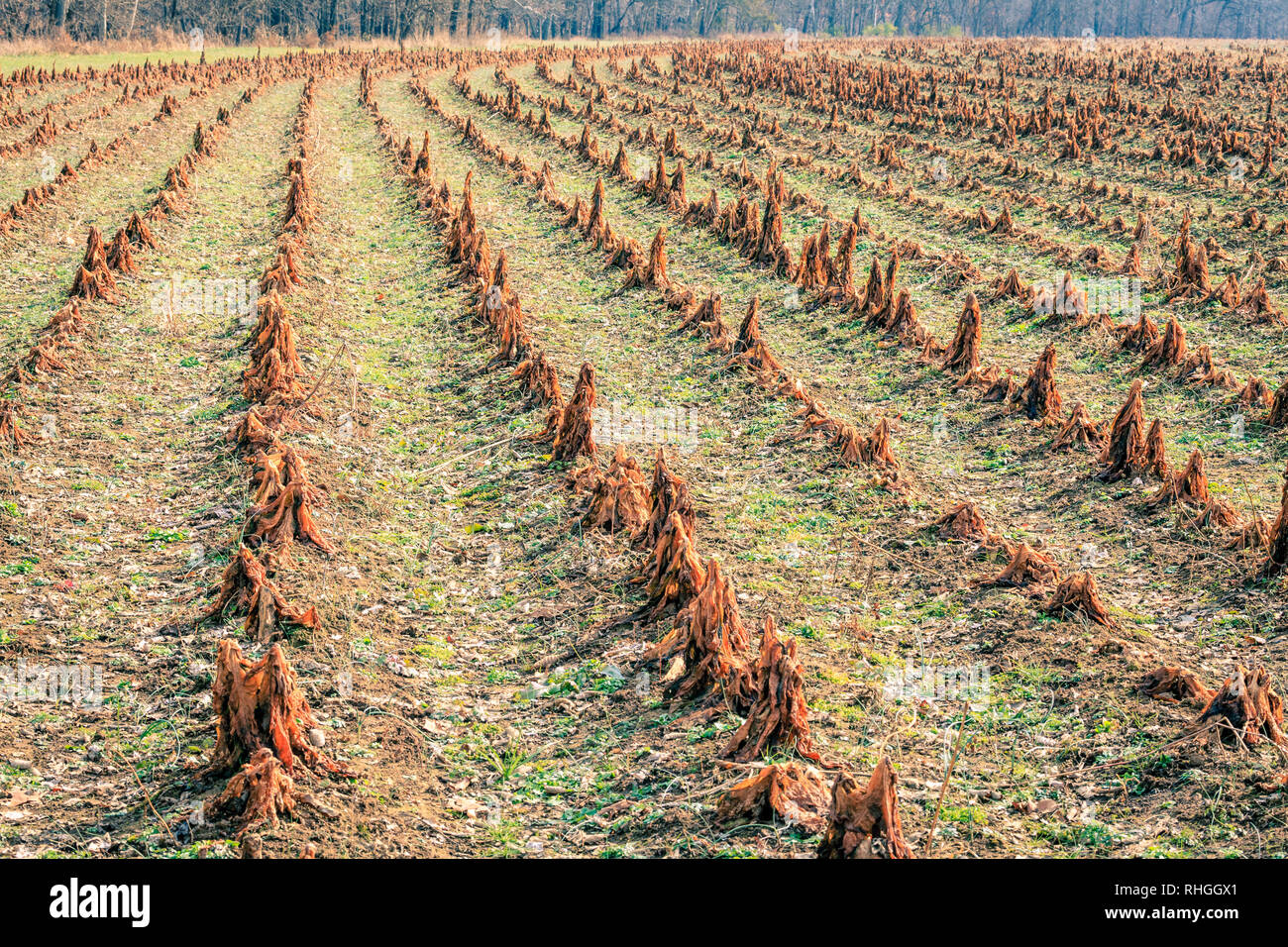 Cut stalks of burley tobacco in a field after harvest in Kentucky Stock Photo