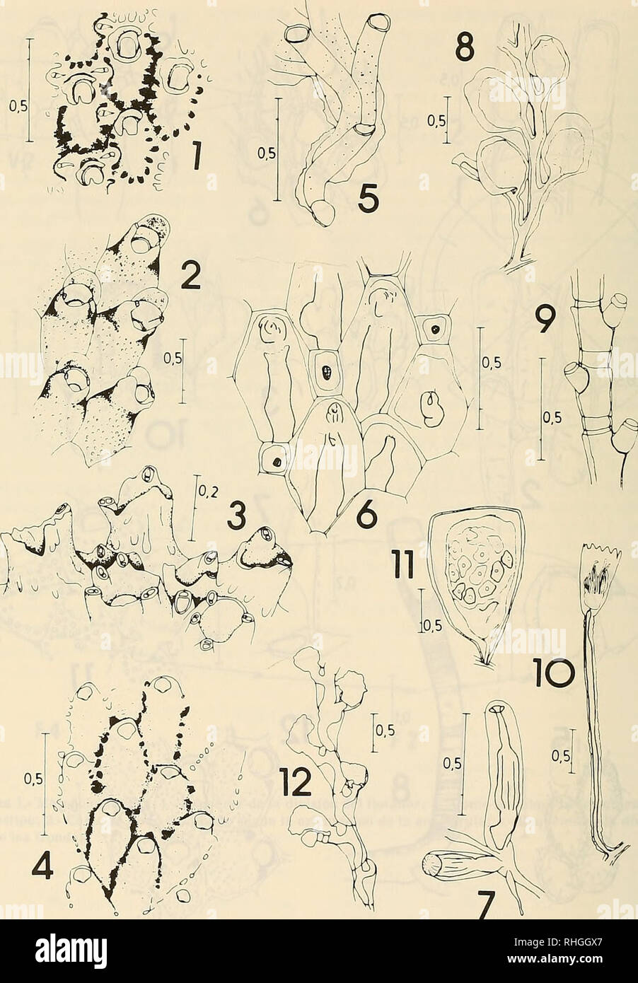 . Boletin de la Sociedad de Biología de Concepción. Sociedad de Biología de Concepción; Biology; Biology. Bol. Soc. Biol. Concepción, Chile. Tomo 59, 1988. Lámina 3.- Fig. 1.- Umbonula alvareziana; 2.- Lapenicella sp.; 3.- CcUeporiva sp.; 4.- CellcporcUu hyali- na; 5.- Tubulipora sp.; 6.- Alci/onidium polyoum; 7.- Bowerbankia gracilis; 8.- Halecium flexile; 9.- í/«- lecium sp.; 10.- CZj/íia hemysphaerica; 11.- Detalle de una gonoteca de C. hemyspliaeñca; 12.- Laomc- dea geniculata. 128. Please note that these images are extracted from scanned page images that may have been digitally enhanced f Stock Photo