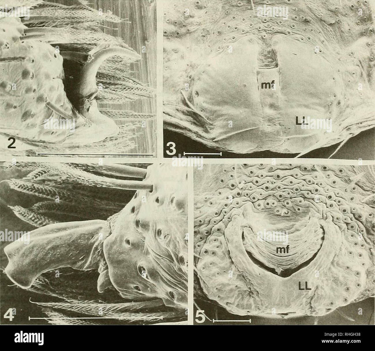 . Boletin de la Sociedad de Biología de Concepción. Sociedad de Biología de Concepción; Biology; Biology. Bol. Soc. Biol. Concepción, Chile. Tomo 64, 1993. posterior del prosoma, al menos en machos adultos. Descripción: Largo total 5-14. Prosoma oval, área cefálica ancha, 60 a 80% del ancho total, no angostada adelante; ojos subiguales, ancho del área ocular 0,30 a 0,37 del largo; fila anterior recta o muy levemente procurva en vista frontal, posterior leve- mente procurva en vista superior. Altura del clípeo aproximadamente igual al diámetro de los OMA. Quelíceros robustos y más largos en mac Stock Photo