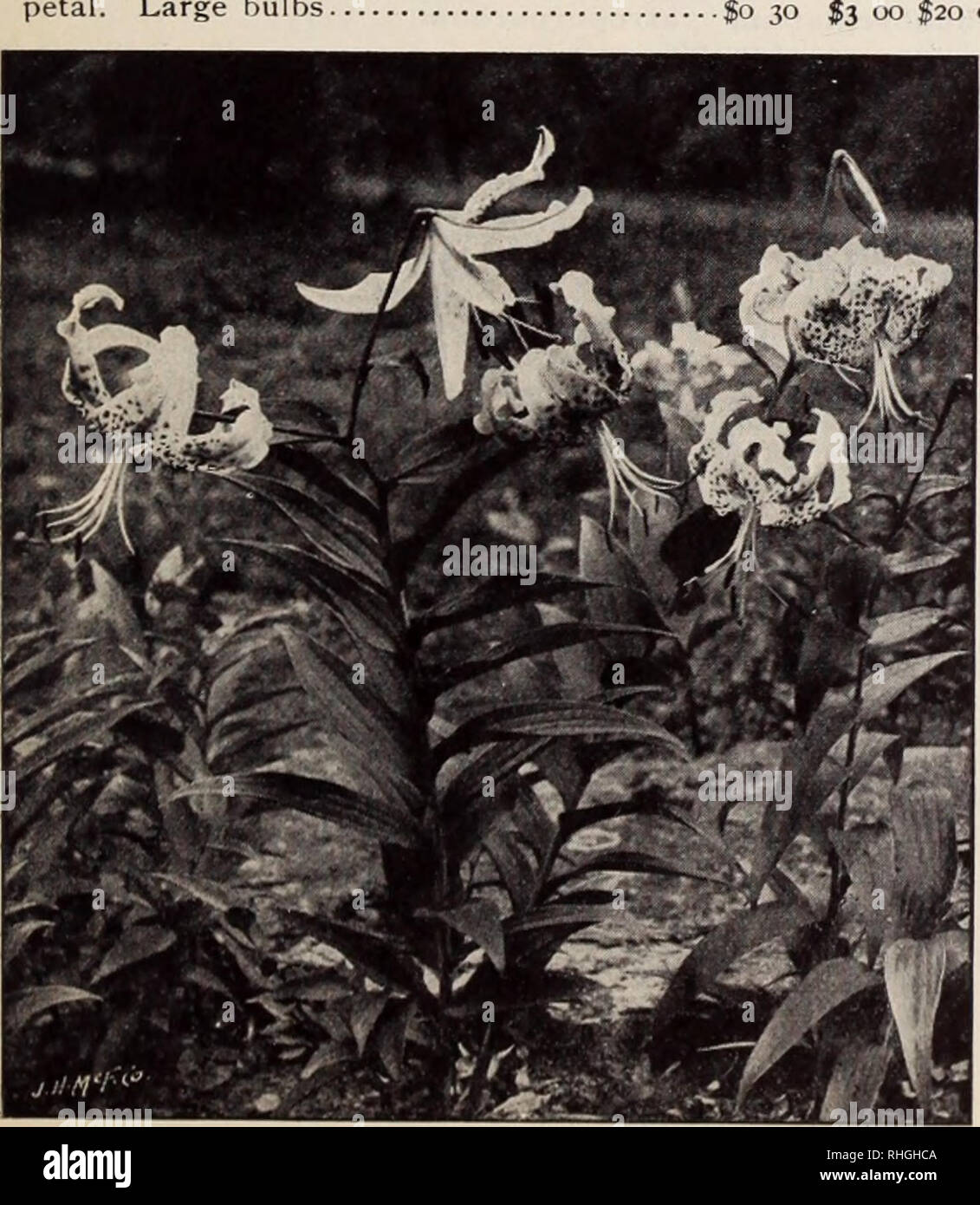 . Boddington's quality bulbs, seeds and plants / Arthur T. Boddington.. Nursery Catalogue. 100 00 Doz. Lilium Bpeciosum (type) Lilium auratum (type) LILIUM AURATUM PLATYPHYLLUM. Each A very strong and vigorous type of L. auratum. Flowers of immei se size, pure ivory white, with a deep golden band through each petal.' Mammoth bulbs $050 $400 53000 Large bulbs ..- 40 350 2500 LILIUM AURATUM RUBRUM VITTA- TUM. A unique variety; flowers 10 to 12 inches across, ivory white, with broad crimson stripe through center of each petal. Large bulbs 60 6 00 45 00 LILIUM AURATUM VIRGINALE ALBUM. The White Li Stock Photo