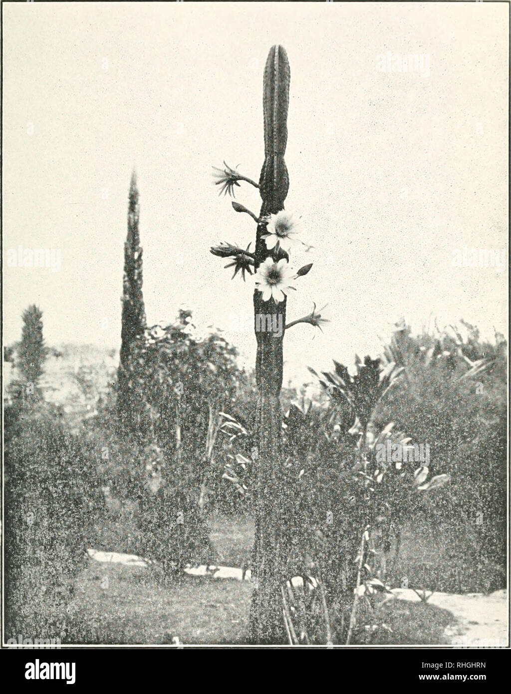 . Boletn. Agriculture -- Cuba. Lám. XXIII.. Plantas ornamentales. El cacto columnar (Cereus lepidotus, Salm-Dyck), Cactácea cultivada en Cuba.. Please note that these images are extracted from scanned page images that may have been digitally enhanced for readability - coloration and appearance of these illustrations may not perfectly resemble the original work.. Estacin Experimental Agronmica de Santiago de las Vegas (Cuba). Santiago de las Vegas : La Estacin Stock Photo