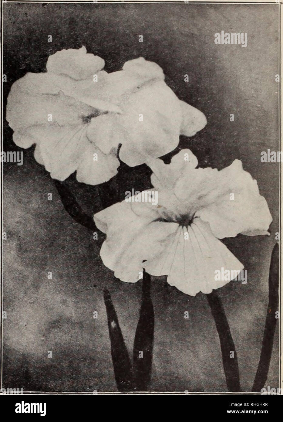 . Boddington's quality bulbs, seeds and plants / Arthur T. Boddington.. Nursery Catalogue. BODDINGTON'S ^A.UttltV BULBS 121 JAPANESE IRIS {Iris Kaempferi) The Japanese Iris is the most showy and strikingly beautiful of all the large family of Iris; and very few flowers, the orchid not being excepted, surpass this unique Hower in size and gorgeousness niul variety of color, which ranges from snow-white to the deepest purple, striped, variegated and multicolored in the greatest profusion of coloring. The collections which we ofTer below are American grown, thor- oughly acclimated and hardy and  Stock Photo