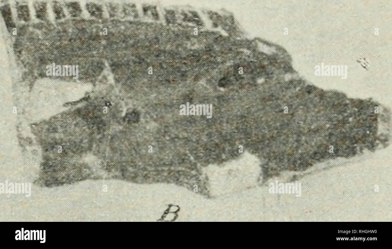 . Boletín. Science. rig- 1- — Cardiomys mesopotamicus Aiiiegli. ; A. rama izquierda de la mandíbula inferior, vista por i-l lado externo, en tamaño natural; B, la misma pieza vista por el lado interao (tamaño natural) Storr (1780) para designar el Daman, cambió esta &lt;lenomlnacióu con la otra de Xeoprocavia. tJltimámente G. Rovereto (Los estratos arau- canos y sus fósiles, en Anales del Museo nacional de Buenos Aires, t. XXV, pág. 56, 1914:), basándose sobre las grandes afinidades exis- tentes entre los géneros Neoprocavia y Cardiomys, consideró el i)rimer nombre sinónimo del segundo, que ad Stock Photo