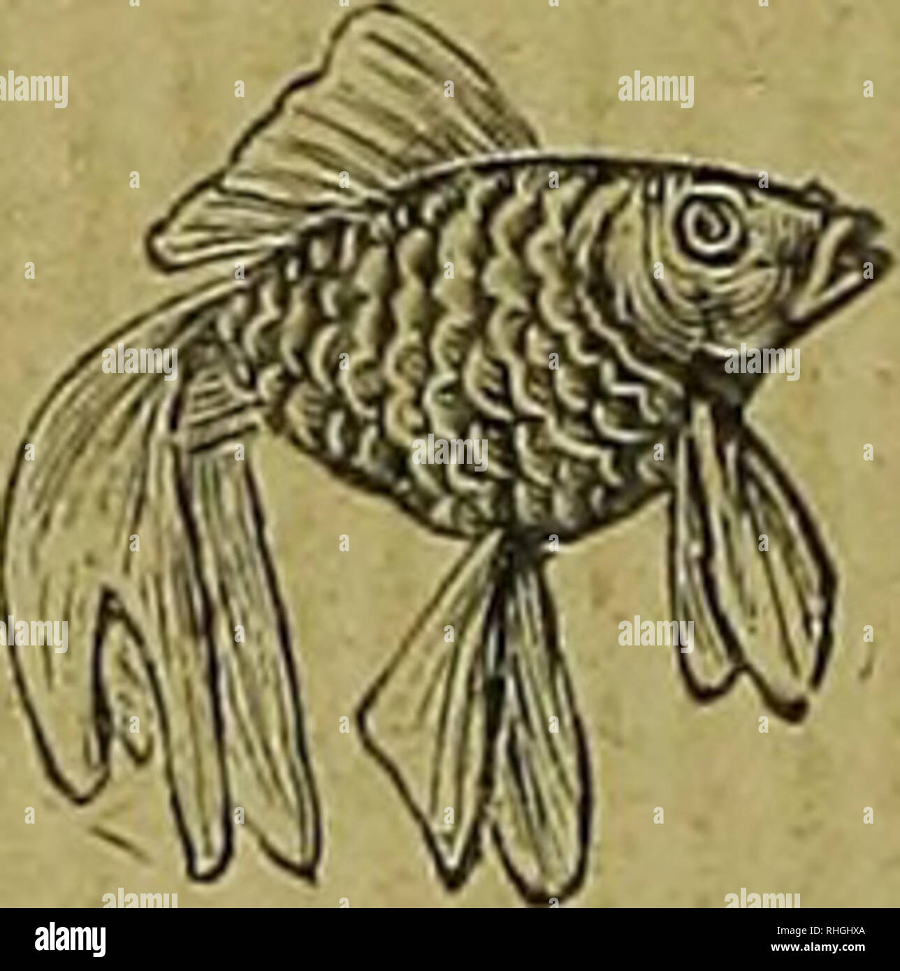 Oarl High Resolution Stock Photography And Images Alamy alamy