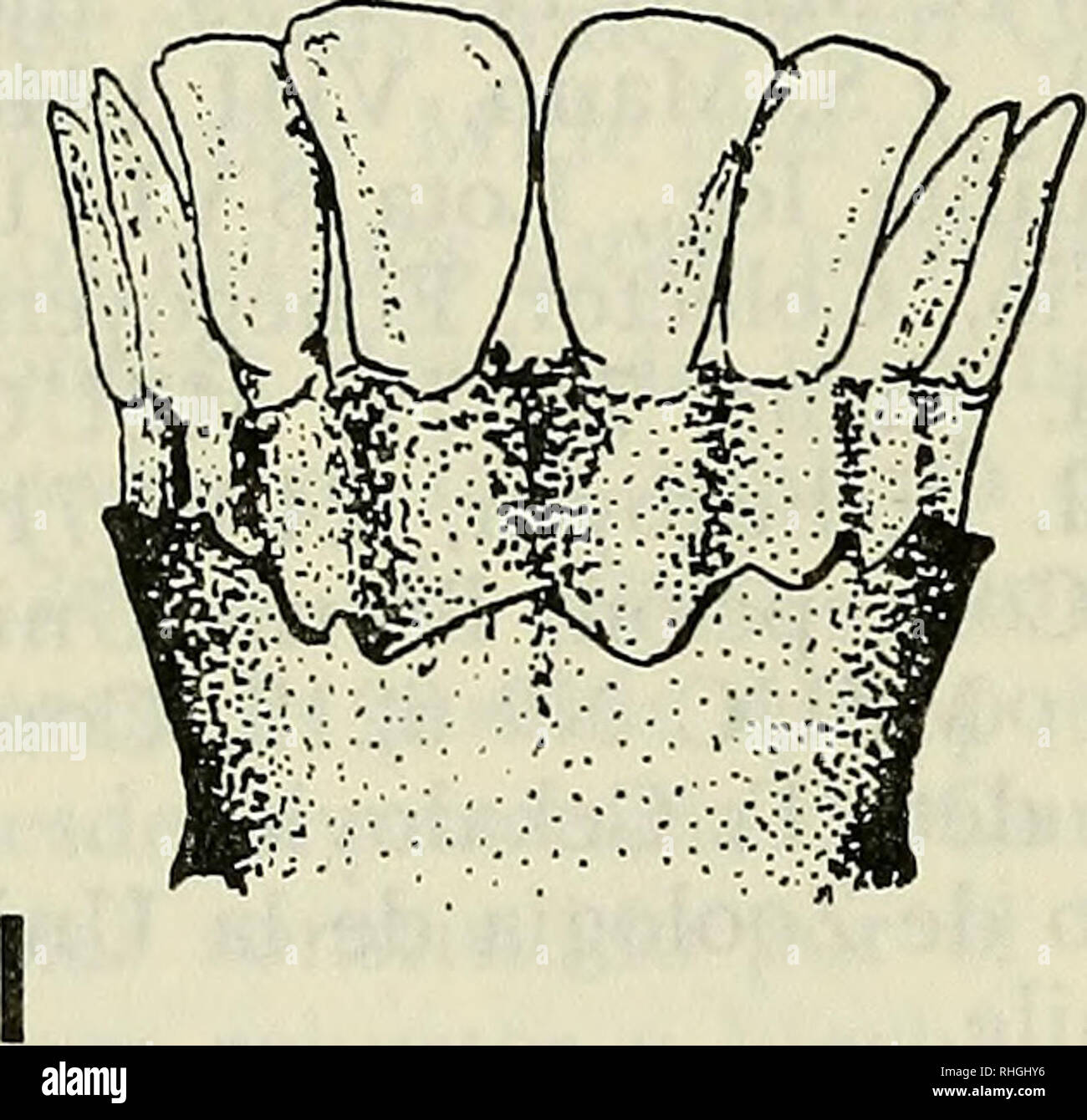 Abanico de chile hires stock photography and images Alamy