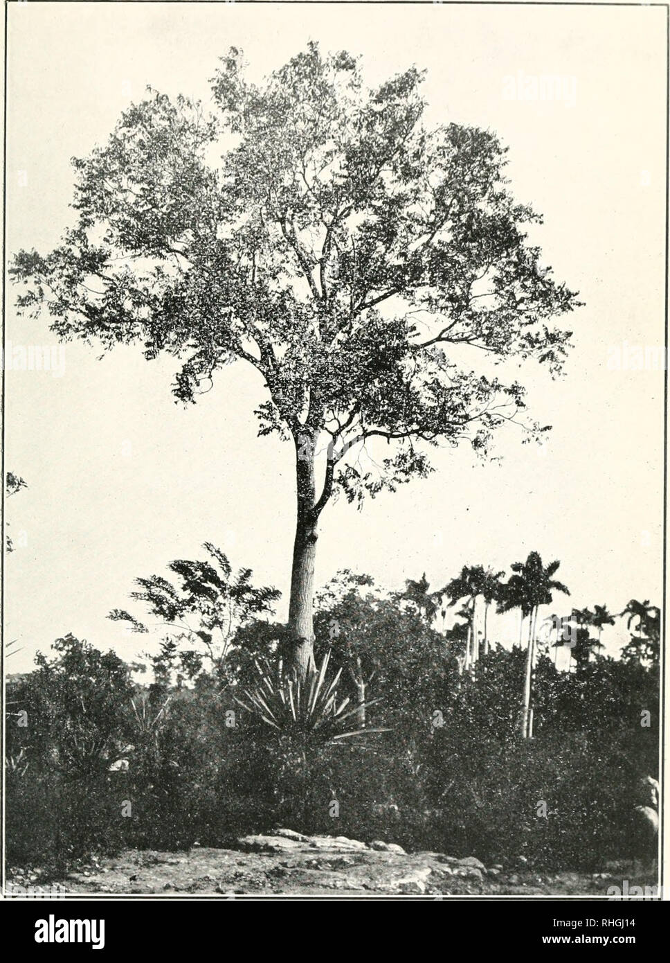 . Boletn. Agriculture -- Cuba. Lám. XII.. Maderas. Cedro (Cedrela odorata, Lili.). Please note that these images are extracted from scanned page images that may have been digitally enhanced for readability - coloration and appearance of these illustrations may not perfectly resemble the original work.. Estacin Experimental Agronmica de Santiago de las Vegas (Cuba). Santiago de las Vegas : La Estacin Stock Photo